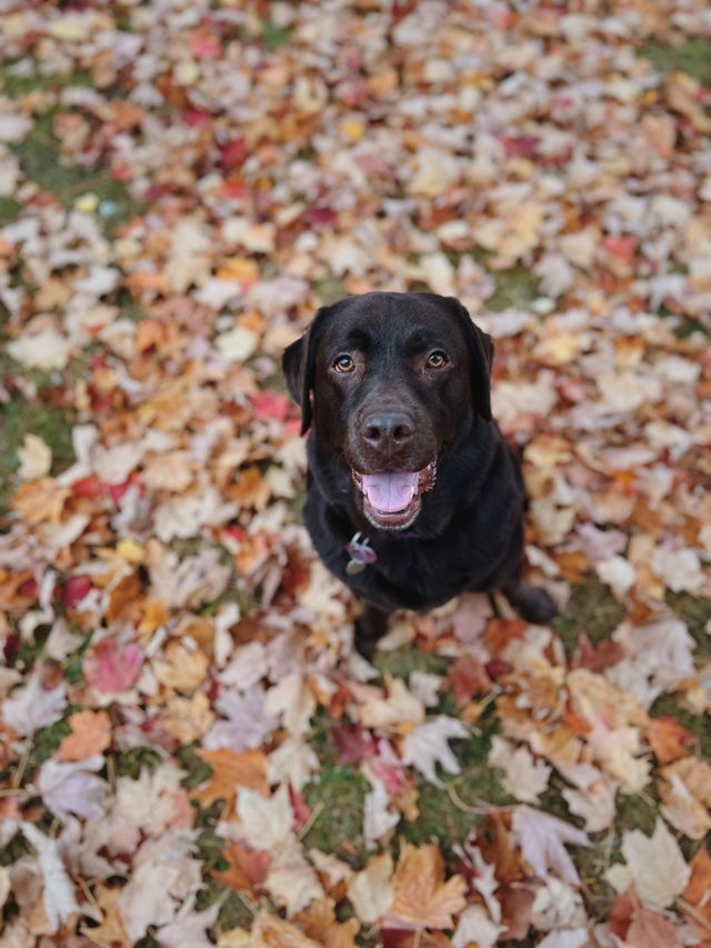 Pets during fall weather