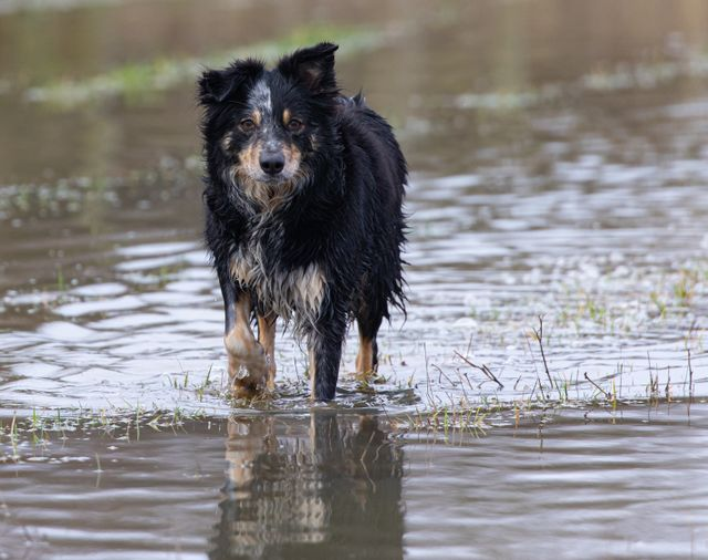 Weathering the Storm: Protecting Your Pets in Emergencies