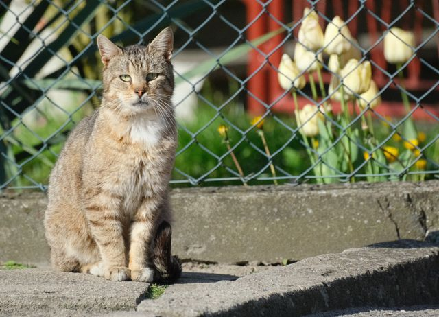 Spring Outdoor Pet Things to Remember