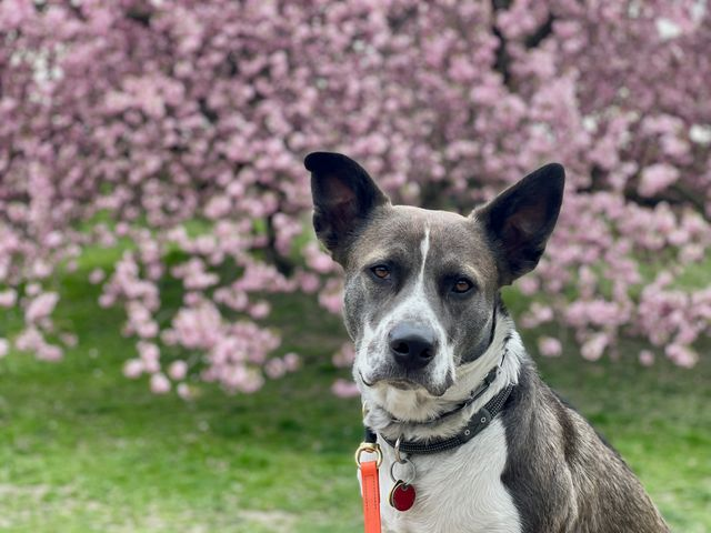 Protecting Your Pets from Spring Hazards