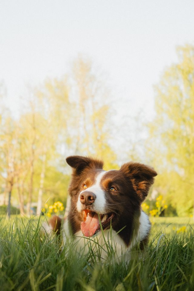 Don’t Forget Your Pets with this Spring Weather