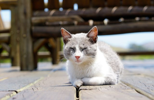 Late Summer Pet Hazards and How to Handle Them