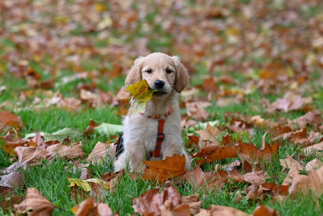 Enjoy Fall with Your Pet by Avoiding These Pitfalls