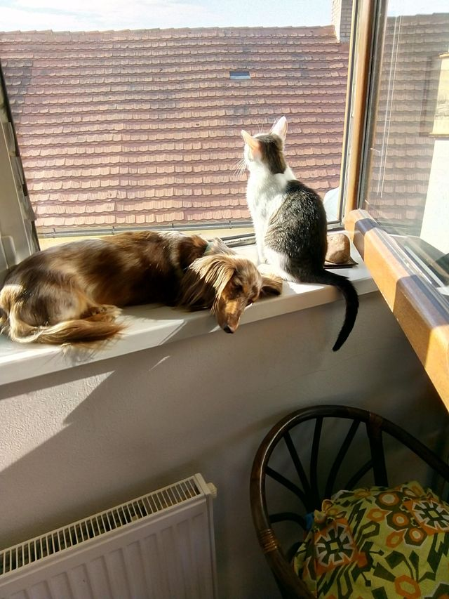 Home Sweet Home: Fix Your House to Help Your Pet