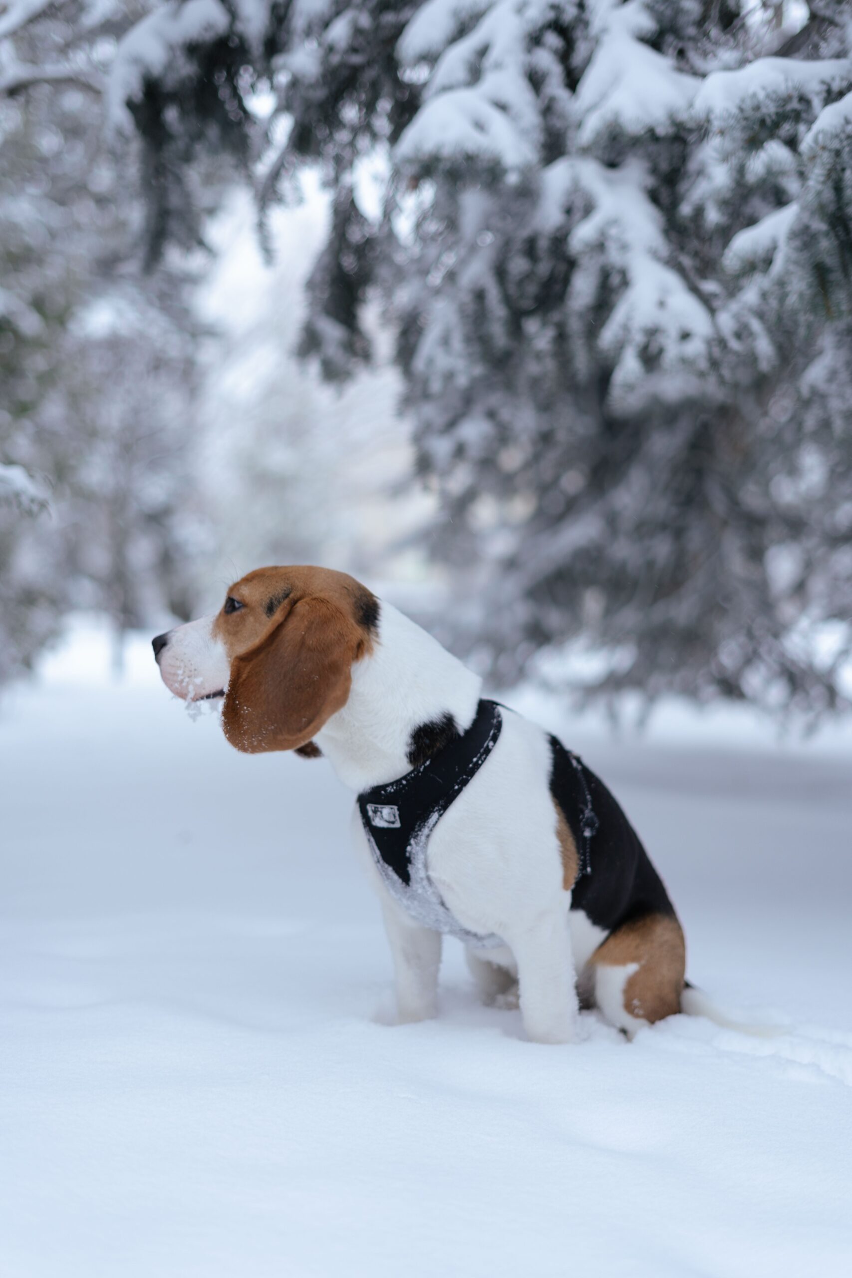 Warm Winter Days May Hold Surprising Dangers for Your Pets