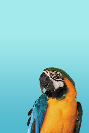 Bird product highlight image with parrot