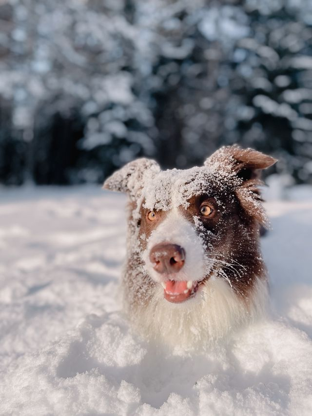 Winter Can Be A Challenge for Pets Too