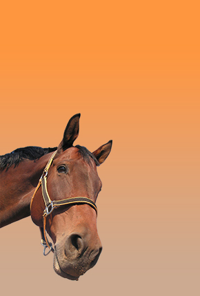 Horse product highlight image with brown horse