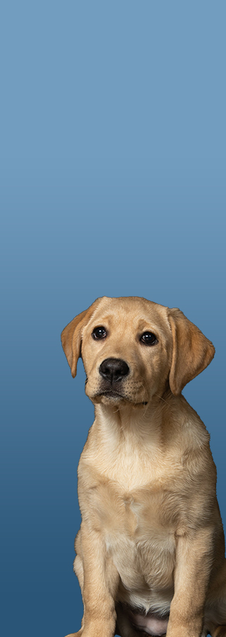 Pet product highlight image with puppy