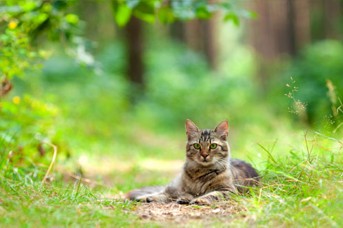 Stray Cats
