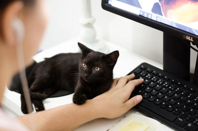 Pets points to consider